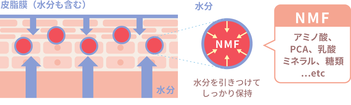 図：天然保湿因子（NMF）